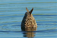 Northern Pintail